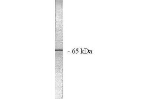 Image no. 1 for anti-Protein Phosphatase 2, Regulatory Subunit A, alpha (PPP2R1A) (AA 7-19), (N-Term) antibody (ABIN264939) (PPP2R1A Antikörper  (N-Term))