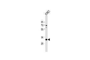 Anti-ATP1B2 Antibody (C-term) at 1:1000 dilution + K562 whole cell lysate Lysates/proteins at 20 μg per lane. (ATP1B2 Antikörper  (C-Term))