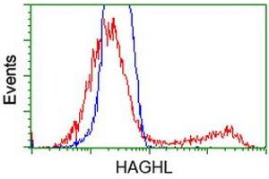 HEK293T cells transfected with either RC200832 overexpress plasmid (Red) or empty vector control plasmid (Blue) were immunostained by anti-HAGHL antibody (ABIN2454227), and then analyzed by flow cytometry. (HAGHL Antikörper)