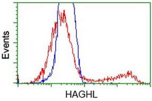 HEK293T cells transfected with either RC200832 overexpress plasmid (Red) or empty vector control plasmid (Blue) were immunostained by anti-HAGHL antibody (ABIN2454227), and then analyzed by flow cytometry.