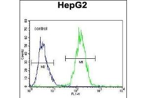 RDH13 Antibody (Center) (ABIN655968 and ABIN2845352) flow cytometric analysis of HepG2 cells (right histogram) compared to a negative control cell (left histogram). (RDH13 Antikörper  (AA 166-194))