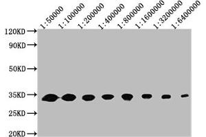 Western Blot Positive WB detected in: 50 ng recombinant protein All lanes: GFP antibody at 1:50000, 1:100000, 1:200000, 1:400000, 1:800000, 1:1600000, 1:3200000, 1:6400000 Secondary Goat polyclonal to mouse IgG at 1/50000 dilution Predicted band size: 32 KDa Observed band size: 32 KDa Exposure time:5 min (GFP Antikörper)