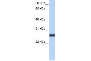 WB Suggested Anti-TMPRSS5 Antibody Titration:  0. (TMPRSS5 Antikörper  (Middle Region))