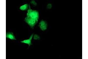 Anti-SOCS3 mouse monoclonal antibody (ABIN2454672) immunofluorescent staining of COS7 cells transiently transfected by pCMV6-ENTRY SOCS3 (RC209305). (SOCS3 Antikörper)