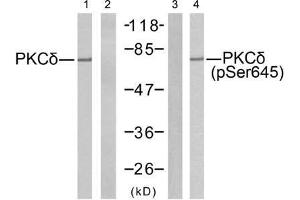 Western blot analysis of extracts from MCF7 cells using PKCδ (Ab-645) antibody (E021288, Line 1 and 2) and PKCδ (phospho-Ser645) antibody (E011296, Line 3 and 4). (PKC delta Antikörper  (pSer645))