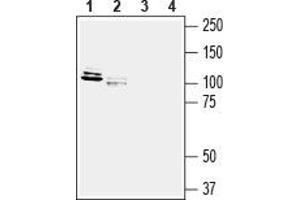 Western blot analysis of rat new born brain membranes (lanes 1 and 3) and rat brain lysate (lanes 2 and 4): - 1,2. (LRRC4B Antikörper  (Extracellular))