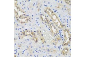 Immunohistochemistry of paraffin-embedded rat kidney using DISC1 antibody. (DISC1 Antikörper  (AA 1-200))