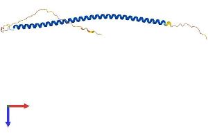 SYCE2 Protein (AA 1-171) (His tag)