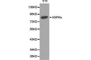 Western Blotting (WB) image for anti-Heat Shock Protein 90kDa alpha (Cytosolic), Class A Member 1 (HSP90AA1) antibody (ABIN1873089) (HSP90AA1 Antikörper)