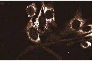 Immunofluorescence staining of WI-38 cells (Human lung fibroblasts, ATCC CCL-75) with the Mouse Anti-Akt antibody. (AKT1 Antikörper  (AA 71-184))