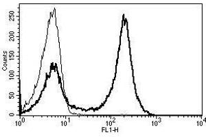 A typical staining pattern with the B-B8 monoclonal antibody of lymphocytes (CD5 Antikörper)