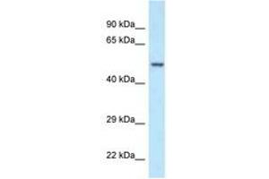 Image no. 1 for anti-Polymerase (DNA Directed), gamma 2, Accessory Subunit (POLG2) (AA 45-94) antibody (ABIN6747501)
