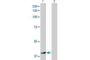 Western Blot analysis of NSDHL expression in transfected 293T cell line by NSDHL MaxPab polyclonal antibody. (NSDHL Antikörper  (AA 1-373))