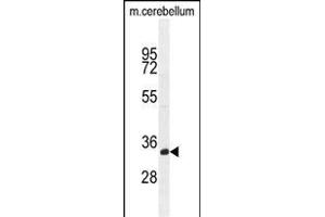 TMEM66 Antibody (N-term) (ABIN654703 and ABIN2844395) western blot analysis in mouse cerebellum tissue lysates (35 μg/lane).