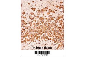 Mouse Dapk3 Antibody immunohistochemistry analysis in formalin fixed and paraffin embedded mouse brain tissue followed by peroxidase conjugation of the secondary antibody and DAB staining. (DAPK3 Antikörper  (AA 255-282))