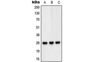 Western blot analysis of PEX11B expression in HT29 (A), THP1 (B), Jurkat (C) whole cell lysates. (PEX11B Antikörper  (Center))