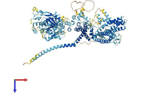 TRPM4 Protein (AA 1-1213) (His tag)