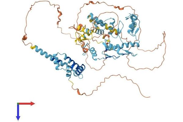 ZNF263 Protein (AA 1-683) (His tag)