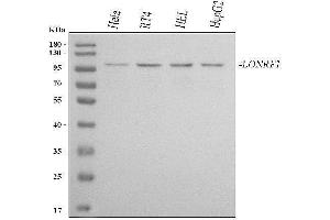 anti-LON Peptidase N-terminal Domain and Ring Finger 1 (LONRF1) (AA 52-442) antibody