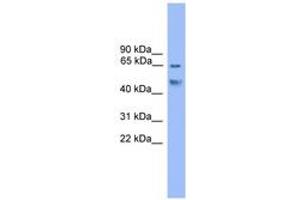 Image no. 1 for anti-Runt-Related Transcription Factor 2 (RUNX2) (C-Term) antibody (ABIN6745999) (RUNX2 Antikörper  (C-Term))