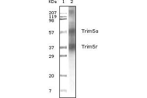 Western Blotting (WB) image for anti-Tripartite Motif Containing 5 (TRIM5) (truncated) antibody (ABIN2464117) (TRIM5 Antikörper  (truncated))