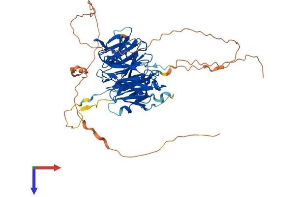 WRAP53 Protein (AA 1-548) (His tag)