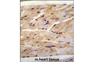 RMD1 Antibody immunohistochemistry analysis in formalin fixed and paraffin embedded mouse heart tissue followed by peroxidase conjugation of the secondary antibody and DAB staining. (RMD1 Antikörper  (N-Term))