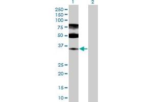 Western Blot analysis of ENOPH1 expression in transfected 293T cell line by ENOPH1 MaxPab polyclonal antibody. (MASA Antikörper  (AA 1-261))