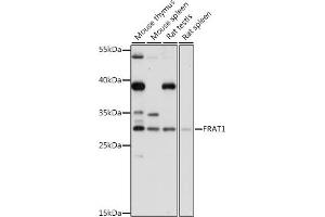 Western blot analysis of extracts of various cell lines, using FR antibody (ABIN7267264) at 1:1000 dilution. (FRAT1 Antikörper  (C-Term))