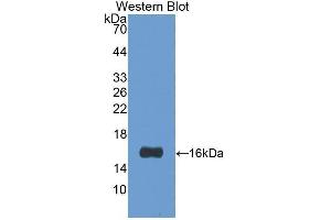Western Blotting (WB) image for anti-Lectin, Galactoside-Binding, Soluble, 1 (LGALS1) (AA 1-135) antibody (ABIN1078054)