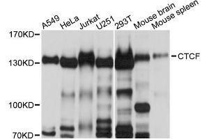 Western blot analysis of extracts of various cell lines, using CTCF antibody (ABIN6291860) at 1:500 dilution. (CTCF Antikörper)