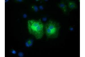 Anti-FSHB mouse monoclonal antibody (ABIN2453050) immunofluorescent staining of COS7 cells transiently transfected by pCMV6-ENTRY FSHB (RC214616). (FSHB Antikörper)