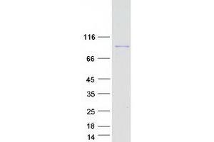 Validation with Western Blot (LRSAM1 Protein (Transcript Variant 2) (Myc-DYKDDDDK Tag))