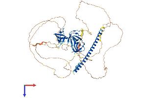 CD2AP Protein (AA 1-637) (His tag)