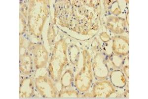 Immunohistochemistry of paraffin-embedded human kidney tissue using ABIN7154647 at dilution of 1:100