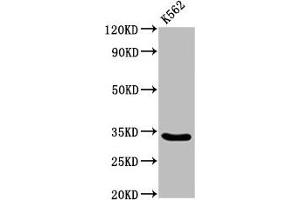 Western Blot Positive WB detected in: K562 whole cell lysate All lanes: PEX26 antibody at 3. (PEX26 Antikörper  (AA 1-159))