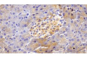 Detection of BACE2 in Mouse Pancreas Tissue using Polyclonal Antibody to Beta Secretase 2 (BACE2) (BACE2 Antikörper  (AA 156-407))