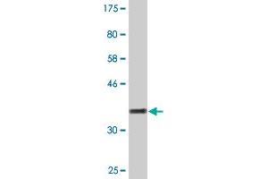 Western Blot detection against Immunogen (36.
