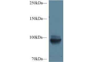 Western Blot; Sample: Mouse Kidney lysate; Primary Ab: 1µg/ml Rabbit Anti-Mouse MEP1a Antibody Second Ab: 0. (MEP1A Antikörper  (AA 219-463))