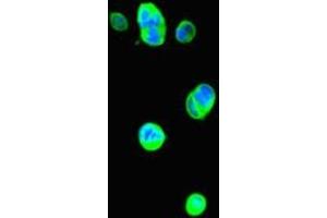 Immunofluorescent analysis of MCF-7 cells using ABIN7177915 at dilution of 1:100 and Alexa Fluor 488-congugated AffiniPure Goat Anti-Rabbit IgG(H+L) (THRSP Antikörper  (AA 1-150))