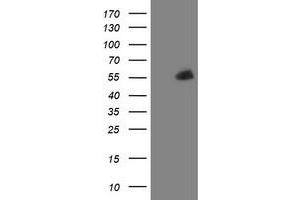 Image no. 1 for anti-PHD Finger Protein 7 (PHF7) (AA 155-381) antibody (ABIN1490977) (PHF7 Antikörper  (AA 155-381))
