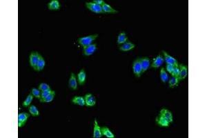 Immunofluorescent analysis of HepG2 cells using ABIN7153721 at dilution of 1:100 and Alexa Fluor 488-congugated AffiniPure Goat Anti-Rabbit IgG(H+L) (GFRA2 Antikörper  (AA 242-415))