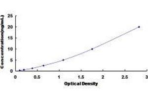 ELISA image for Solute Carrier Family 2 (Facilitated Glucose Transporter), Member 4 (SLC2A4) ELISA Kit (ABIN649211)