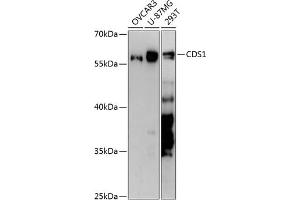 Western blot analysis of extracts of various cell lines, using CDS1 antibody (ABIN6130976, ABIN6138355, ABIN6138356 and ABIN6217867) at 1:3000 dilution. (CDS1 Antikörper  (AA 1-80))