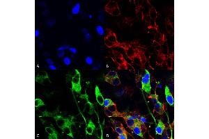 Immunocytochemistry/Immunofluorescence analysis using Mouse Anti-Versican Monoclonal Antibody, Clone S351-23 (ABIN2485745). (Versican Antikörper  (AA 362-585) (Biotin))