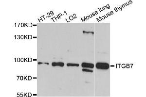 Western blot analysis of extracts of various cell lines, using ITGB7 antibody. (Integrin beta 7 Antikörper  (AA 1-140))