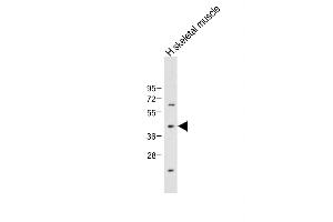 Western Blotting (WB) image for anti-Adiponectin Receptor 2 (ADIPOR2) (AA 45-72) antibody (ABIN651298)