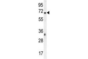 Western Blotting (WB) image for anti-Transcription Factor 4 (TCF4) (AA 48-73) antibody (ABIN3029194)