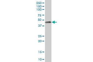 PTRF MaxPab polyclonal antibody. (PTRF Antikörper  (AA 1-390))