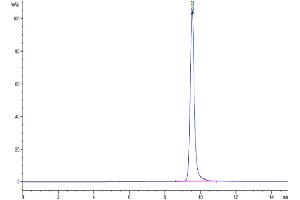 Size-exclusion chromatography-High Pressure Liquid Chromatography (SEC-HPLC) image for TIMP Metallopeptidase Inhibitor 1 (TIMP1) (AA 24-207) protein (Fc Tag) (ABIN7275738)